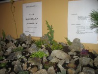 /album/pulsatilla/vystava-10-006-r-jpg/