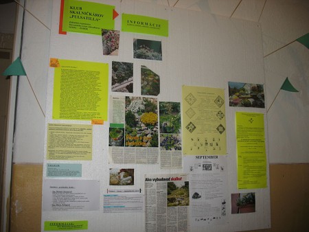 Nastenka KS Pulsatilla